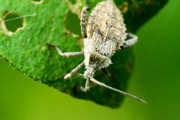 Detailed capture of an Acanthocoris scaber, or scentless plant bug, showcasing its earthy tones and textured body. Wulai, Taiwan.