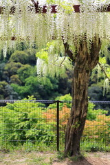 Fototapeta premium 白い藤の花 霧島市和気神社 