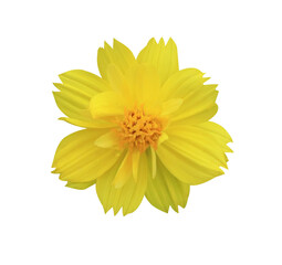 Sulfur Cosmos Yellow Cosmos flowers. Close up yellow small flower isolated on transparent background.