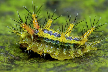 Detailed macro shot of a colorful slug caterpillar with spiky defenses. Unique insect wildlife. Wulai, Taiwan.