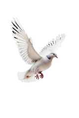 Obraz premium Ethereal Dove Wings 