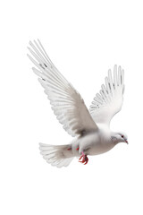 Fototapeta premium Tranquil Dove in Flight 
