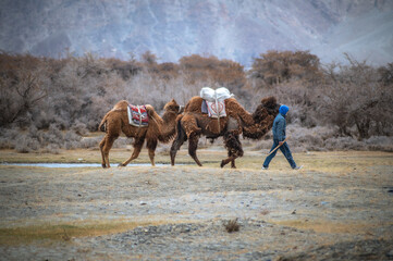 An unidentified man walking the Bactrian camels or Double humped camels in the Himalayan cold...