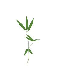 Bamboo-leaves