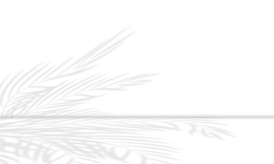 White room and blurred and gradient background of palm leaves or coconut leaves. Natural pattern, gray shadow. Copy space 