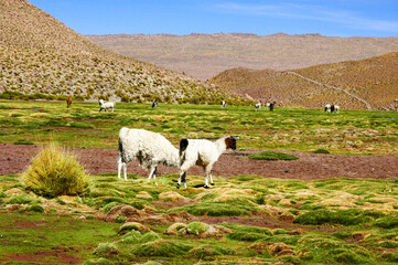 Chile fotografias de San Pedro De Atacama Sudamerica