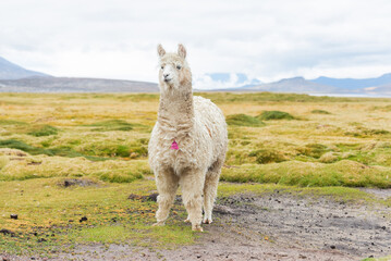 alpaca  in the Salinas y Aguada Blanca Reserve, Arequipa Peru