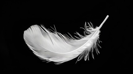 white feather levitation on isolated background lightness and freedom concept