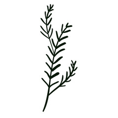 Fototapeta premium Thin leaves element