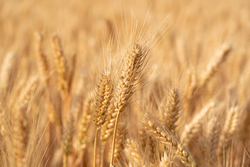 golden wheat field. Ears of golden wheat close up.