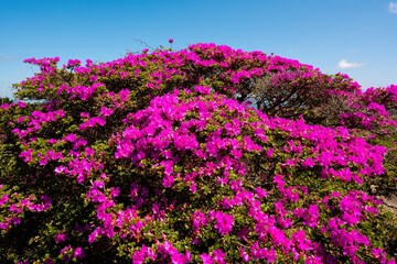 経塚山のミヤマキリシマ