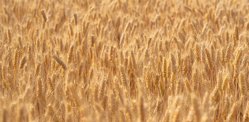 golden wheat field. Ears of golden wheat close up.