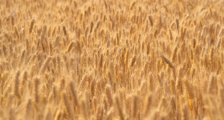 golden wheat field. Ears of golden wheat close up.