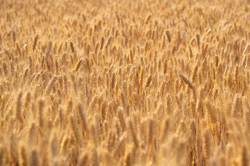 Fototapeta premium golden wheat field. Ears of golden wheat close up.
