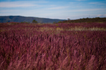 lavender field in the morning