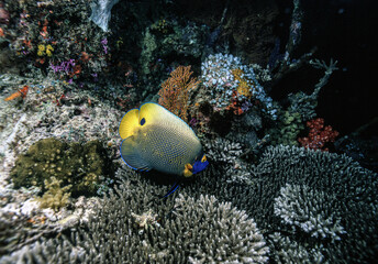 アデヤッコ（パラオ）