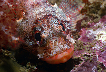 イソカサゴ顔　A