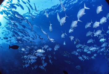 ギンガメアジ　O