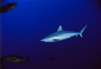 サメ（グレイリーフシャーク）B