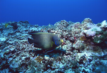 サザナミヤッコA