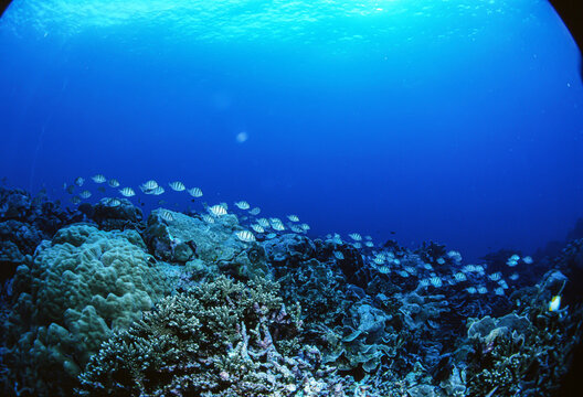 シマハギの群