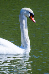 白鳥がいる池の風景 鳥取県 鹿野町