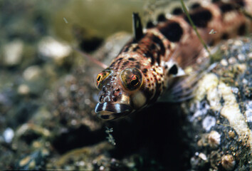 トラギス顔　B