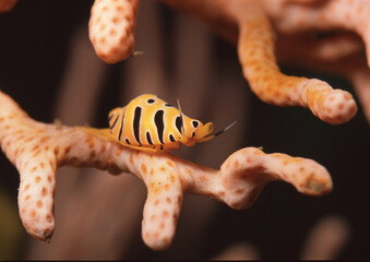 トラフケボリタカラガイC