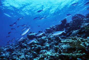 Fototapeta premium ブルーフェジラー A（ササムロの1種）モルジブ