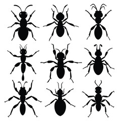 Set of Anole Ant black Silhouette Vector on a white background