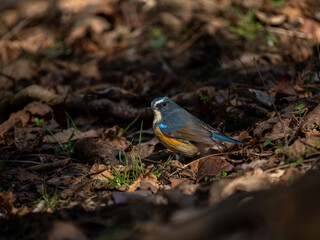 地面に降りてエサを探しているルリビタキの雄