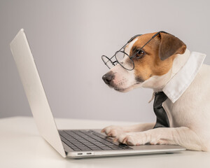 Cute Jack Russell Terrier dog wearing glasses and a tie sits at a laptop on a white background. 
