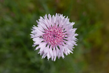 ヤグルマギクの花