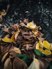 Autumn leaves on the ground