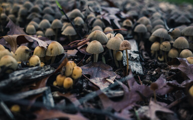 Mushrooms in the forest