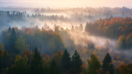 a misty forest at dawn