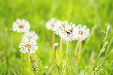 Dandelions with morning dew. Springtime season.