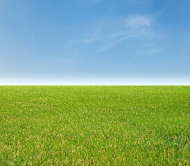 Green grass field with blue sky