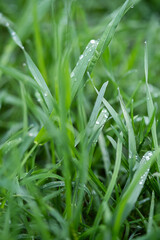Wet grass with raindrops after rain.