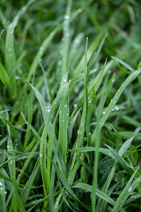 Wet grass with raindrops after rain.