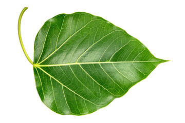 Obraz premium Bodhi leaf on white background, Branch of green Bodhi leaf isolate on a white with clipping path.