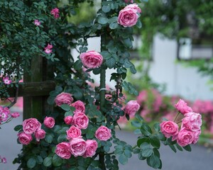 華やか満開な美しいばらの花　レオナルドダヴィンチ