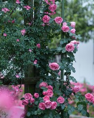 華やか満開な美しいばらの花　レオナルドダヴィンチ