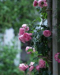 華やか満開な美しいばらの花　レオナルドダヴィンチ