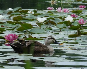 静か水面に泳ぐかるカモ