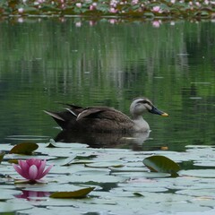 静か水面に泳ぐかるカモ