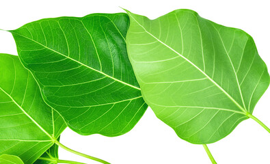 Bodhi leaf on white background, Branch of green Bodhi leaf isolate on a white PNG File