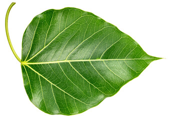 Bodhi leaf on white background, Branch of green Bodhi leaf isolate on a white PNG File