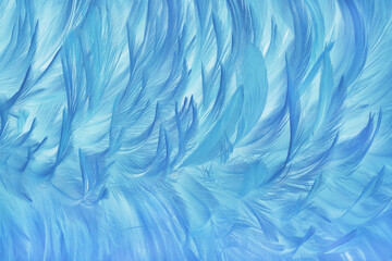 Beautiful white blue bird feathers pattern texture background.
