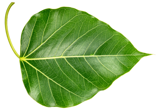 Bodhi leaf on white background, Branch of green Bodhi leaf isolate on a white PNG File